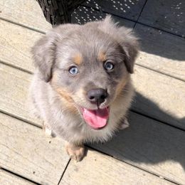 Miniature Australian Shepherds from Kiwis Aussies