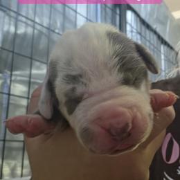 Pink Collar Girl - Blue and white female Great Dane puppy in Longview, Texas from Lazy A Danes