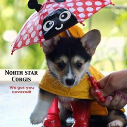 Basset Hound and Pembroke Welsh Corgi Puppies from Northstar Corgis and Basset Hounds