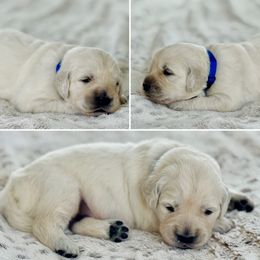 Mr Dark Blue - Light golden male Golden Retriever puppy in Pocatello, Idaho from Dusk View Golden Retrievers