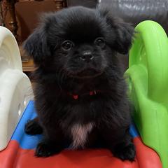 Tibetan Spaniel Puppies from Sterling Tibbies