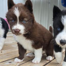 Superior - Brown and white male Siberian Husky puppy in Addison, Michigan from Gray Run Siberian Huskies