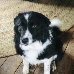 Olive - Border Collie