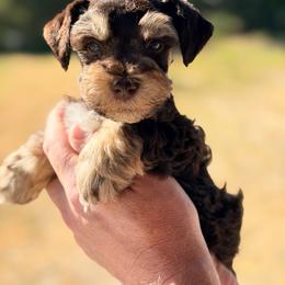Han - Liver male Miniature Schnauzer puppy in Warrenton, Oregon from Tiny Shadow Schnauzers