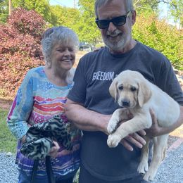 Labrador Retriever Puppies from Red Barn Family Labs
