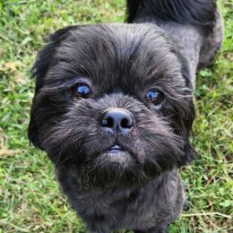 Sevyn - Shih Tzu