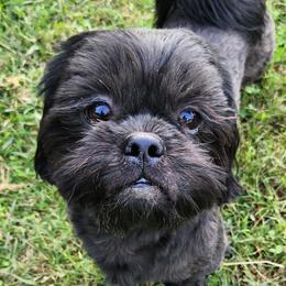 Sevyn - Shih Tzu