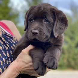 Labrador Retrievers from Dublin’s Classic Labradors