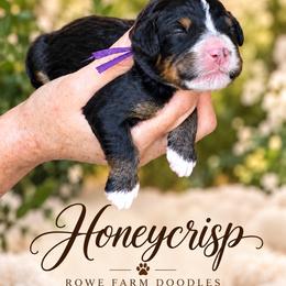 Honeycrisp - Tri-color female Bernedoodle puppy in Henry, Illinois from Rowe Farms Doodles