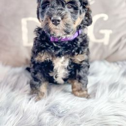 Bernedoodle, Cockapoo, and Goldendoodle Puppies from Danie’s Darling Doodles LLC