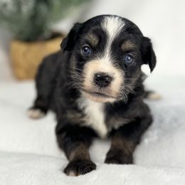 Oreo - Black tri female Miniature Australian Shepherd puppy in Bedias, Texas from JSK Aussie and Cavaliers
