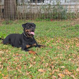 Kaida - Rottweiler