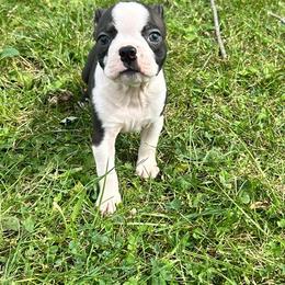 Uzi - Brindle and white male Boston Terrier puppy in Fillmore, Illinois from Wind Hill Puppies