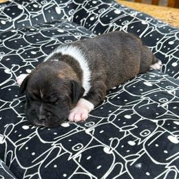 Male 3 - Brindle and white male Staffordshire Bull Terrier puppy in Lakeland, Florida from English Creek Staffords