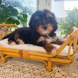 Girl 2 - Phantom female Bernedoodle puppy in North Royalton, Ohio from Johnson's Doodles