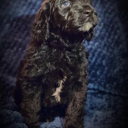 Goldendoodle Puppies from Firestorm Kennel