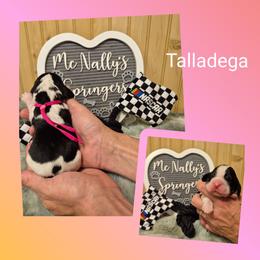 Talladega - Black and white female English Springer Spaniel puppy in Freeland, Michigan from McNally's Springer Spaniels