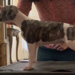 Whippet Puppies from Charis Whippets
