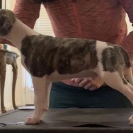 Whippet Puppies from Charis Whippets