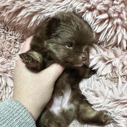 Rolo - Chocolate male Pomeranian puppy in Waterloo, Indiana from Garcias Pomeranian