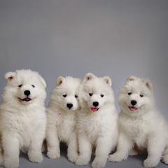 Samoyeds from Rowan Hill Samoyeds