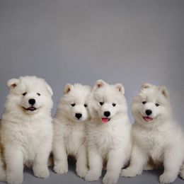 Samoyeds from Rowan Hill Samoyeds