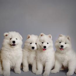 Samoyeds from Rowan Hill Samoyeds