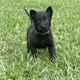 Purple Girl 3 - Black sable female Belgian Malinois puppy in Orange, Texas from Tacti-Mal K9 Kennels