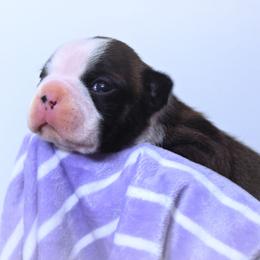 Baby Poppy - Black brindle and white female Boston Terrier puppy in Kingsport, Tennessee from Sleepwalker Bostons