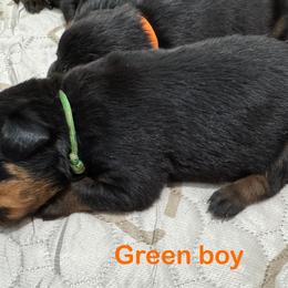 Rottweiler Puppies from Von Der Hügelspitze