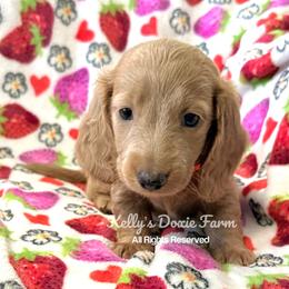 Cream Dapple Male Longhair Red Collar - Cream male Dachshund puppy in Cleveland, Tennessee from Kelly's Doxie Farm