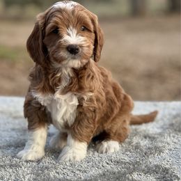 Boy 2 - Red  male Goldendoodle puppy in Cuero, Texas from Firestorm Kennel