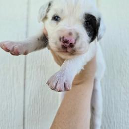 Maya- LUA liver long coat - White and liver brown female Dalmatian puppy in Jefferson, Georgia from Spotted Jewels Dalmatians