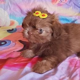 Rose - Liver female Shih Tzu puppy in Azusa, California from RJ Shih Tzu lover