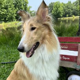 Gracie - Collie