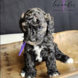 Mimosa - Sable female Cockapoo puppy in Mancelona, Michigan from Lavender poodles & doodles