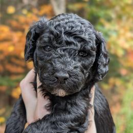 Izumi - Blue female Poodle puppy in Salem Township, Maine from Moirae Poodles