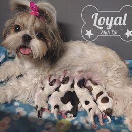 Shih Tzu puppies from Loyal Shih Tzu
