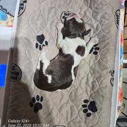 Girl 1 - Liver white and tan female English Springer Spaniel puppy in Saginaw, Michigan from Kemerer Springers