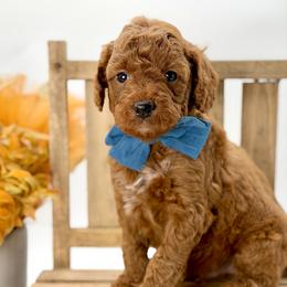 Jagger - Red  male Goldendoodle puppy in Queen Creek, Arizona from Goldendoodle AZ