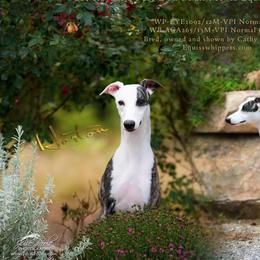 Horton - Whippet