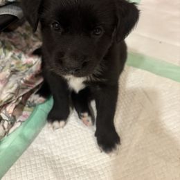 Lemon - Black & white female Australian Shepherd puppy in Northfield, New Hampshire from A to Z Australian Shepherds