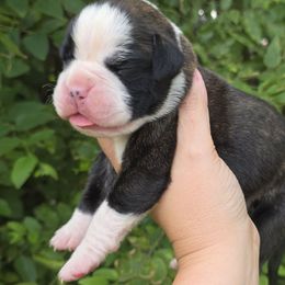Valor - Brindle male Boxer puppy in Billings, Missouri from Azaleas Euro Boxers & Boston Terriers