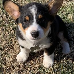 Pembroke Welsh Corgis from King’s Corgis