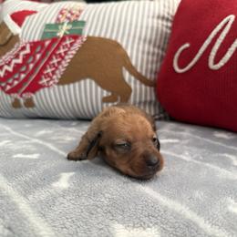 Ember - Sable female Dachshund puppy in Barstow, California from Kindle & Burrow Dachshunds