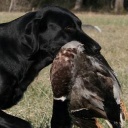 Dixie - Labrador Retriever