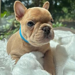 Scooby - Fawn male French Bulldog puppy in Salisbury, Maryland from 77 Frenchies Maryland