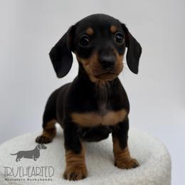 Olive - Black and tan female Dachshund puppy in Royse City, Texas from Truehearted Miniature Dachshunds