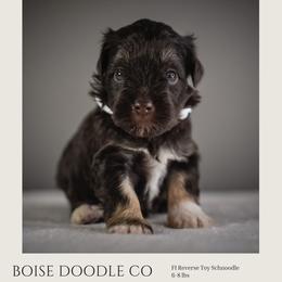 Audrey Hepburn - Brown female Schnoodle puppy in Caldwell, Idaho from Boise Doodle Co.