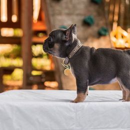 French Bulldog Puppies from Kring French Bulldogs
